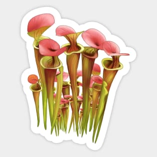 Gardening Sarracenia Pitcher plant Carnivorous plant Sticker